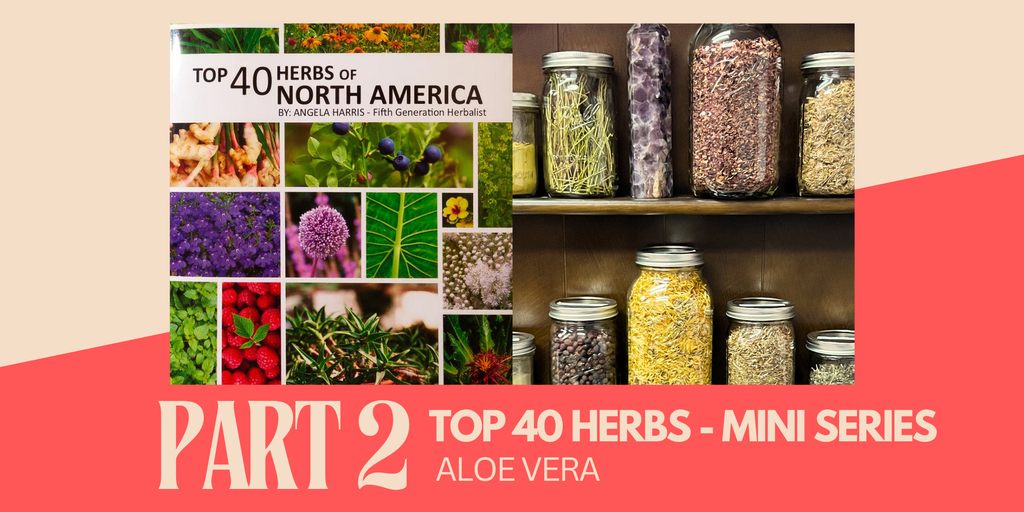 Top 40 Herbs of North America Series - Aloe Vera