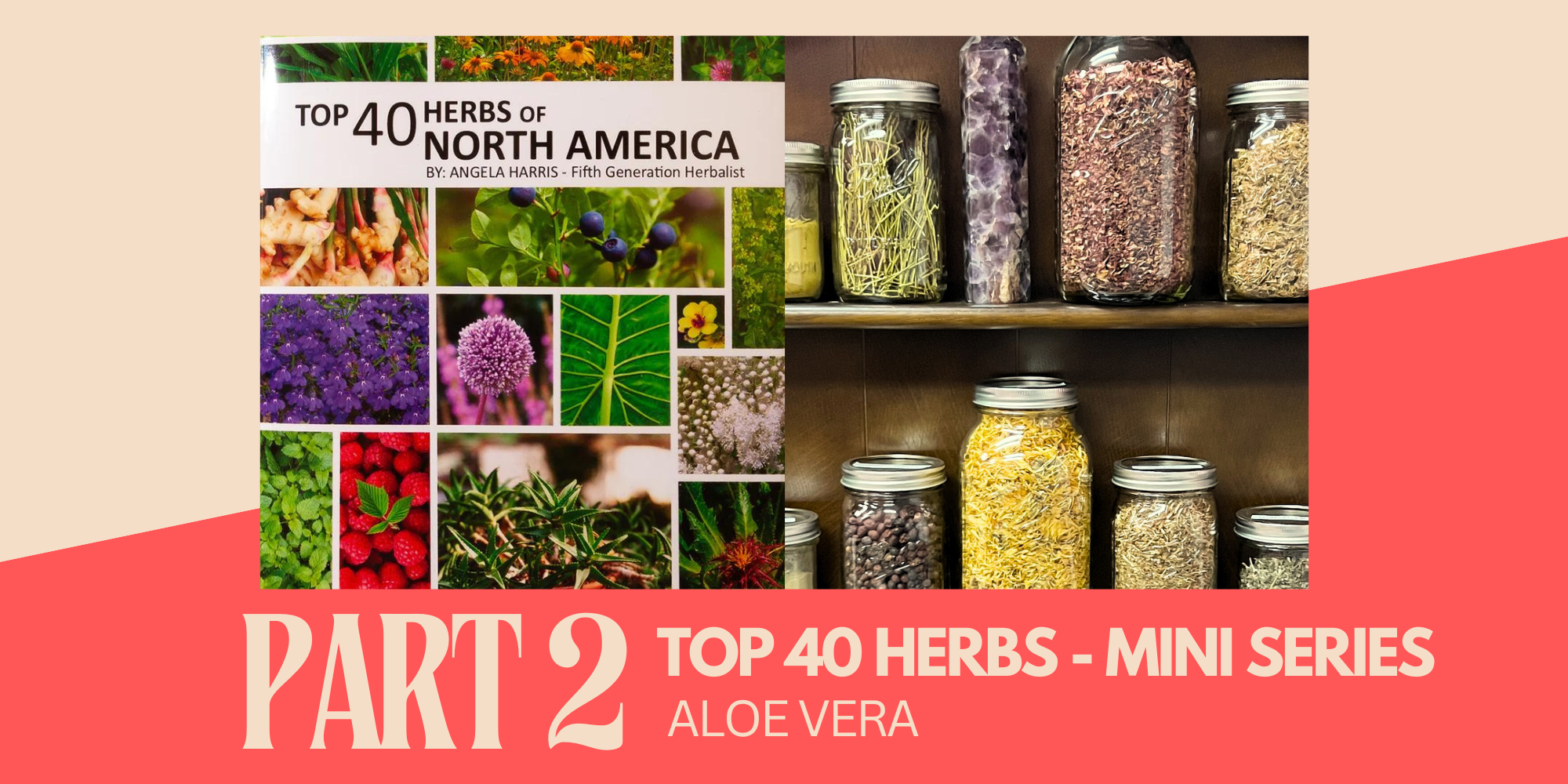 Top 40 Herbs of North America Series - Aloe Vera  Herbally Grounded